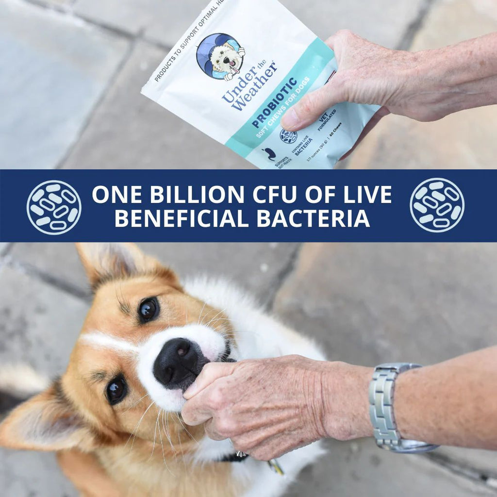 Probioticos Masticables 60 Chews